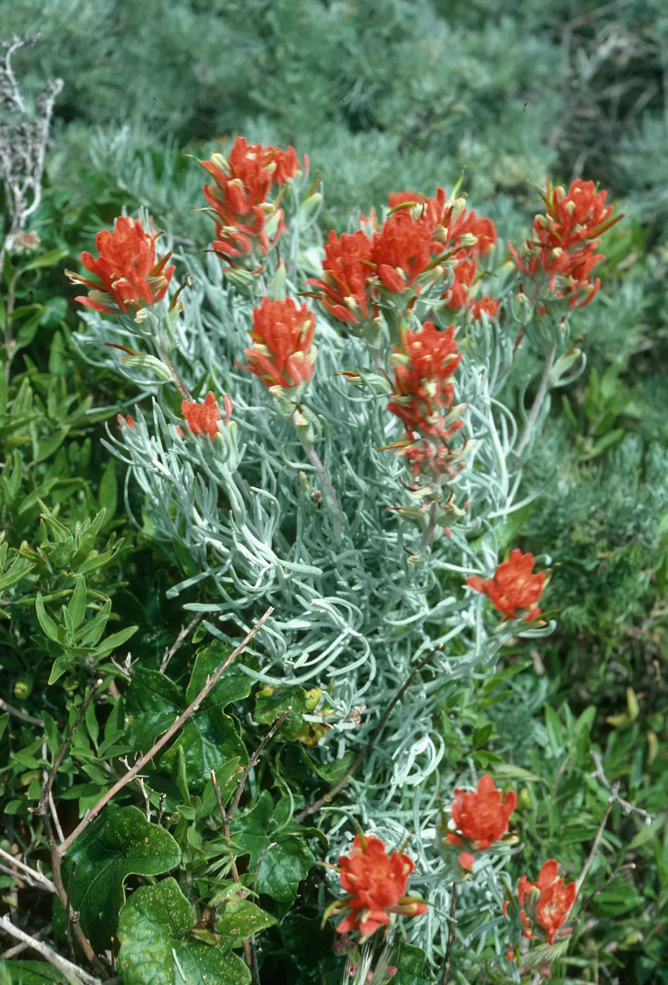 Castilleja hololeuca, middle Anacapa Island