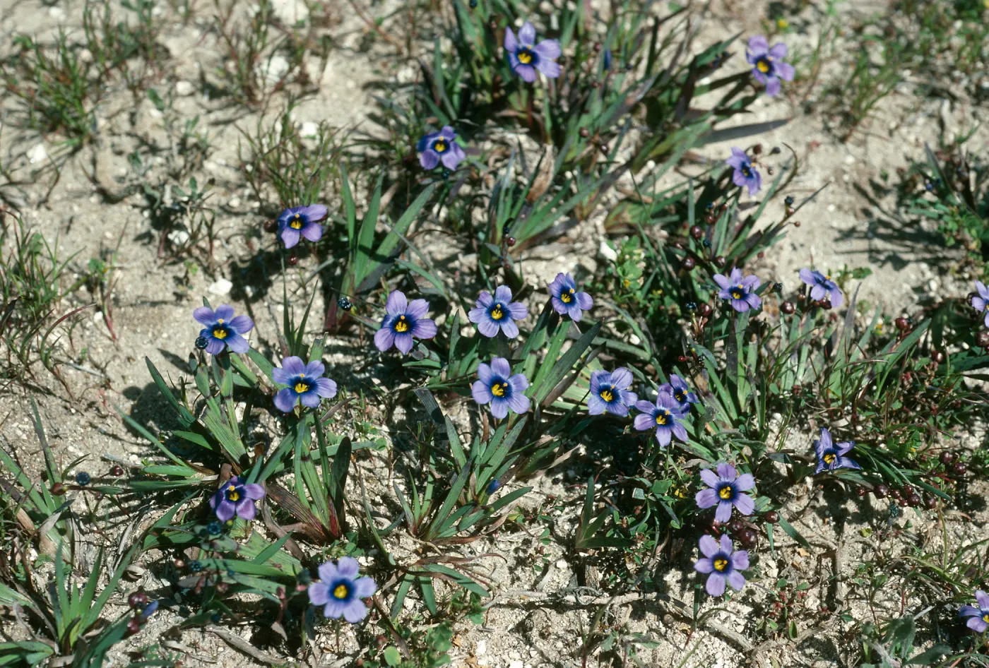 Sisyrinchium bellum, Santa Rosa Island