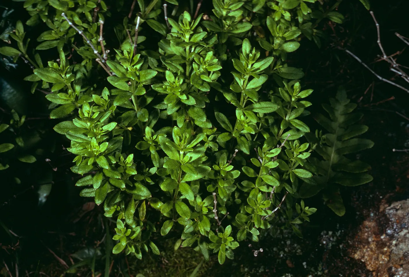 Galium buxifolium, sea bluffs east of Eagle Cyn.Santa Cruz Island
