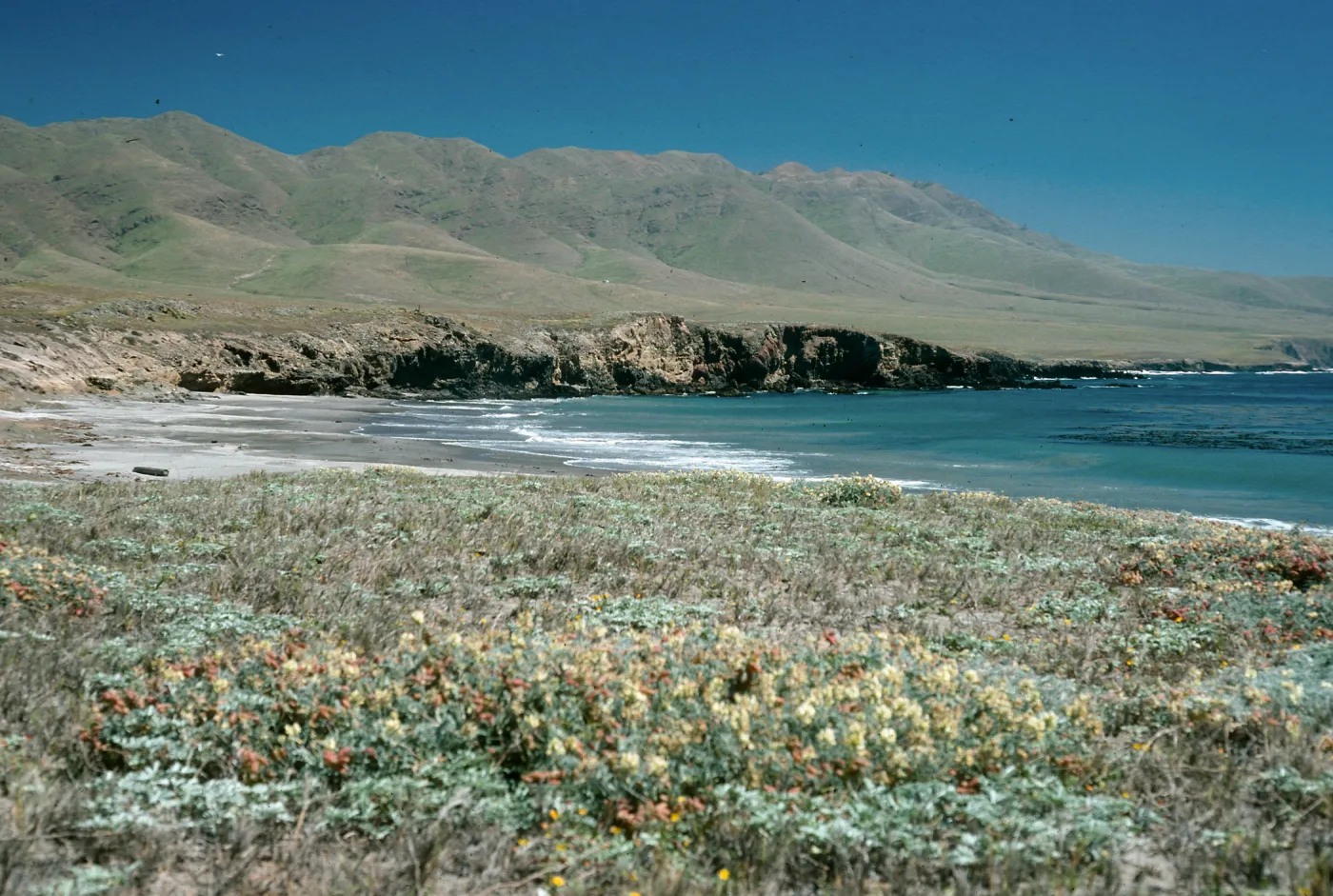 Astragalus miguelensis, Forneys Cove, Santa Cruz Island