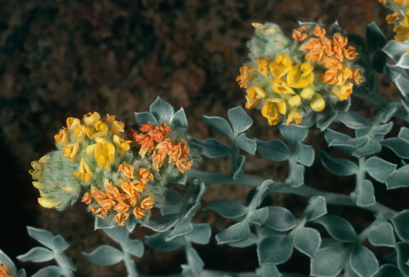 Lotus argophyllus niveus, Santa Cruz Island