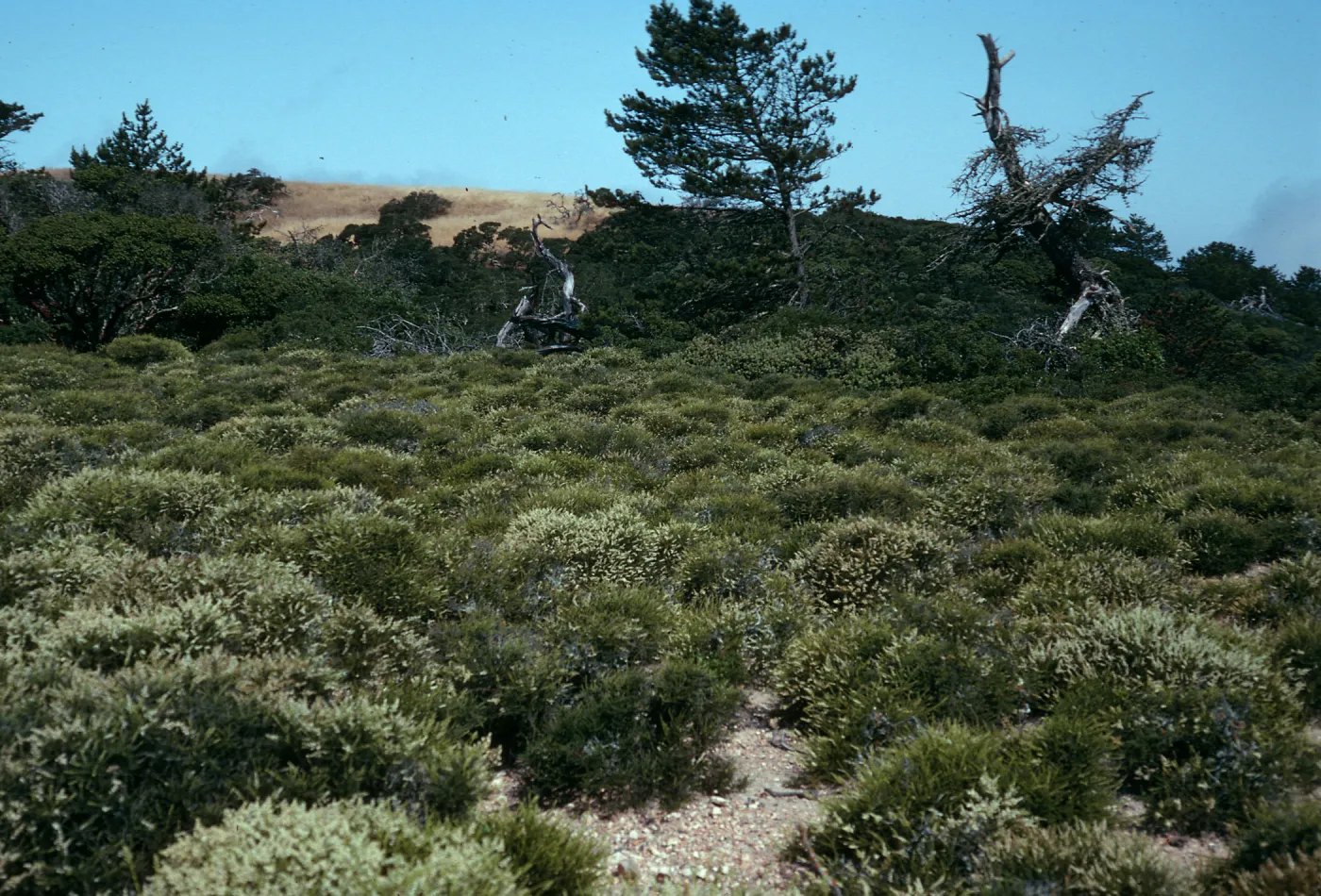 prostrate Adenostema, Santa Cruz Island