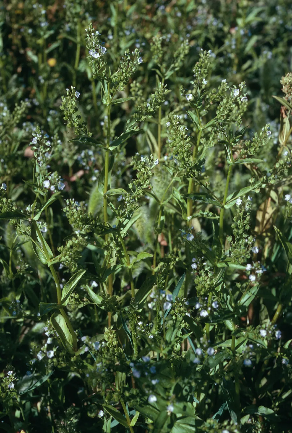 Veronica anagallis-aquatica, Prisoners Harbor, Santa Cruz Island