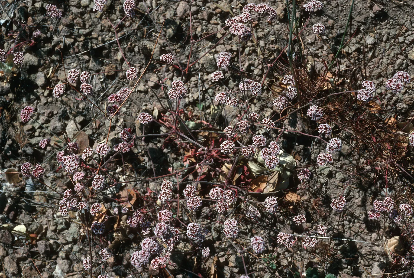 Chorizanthe wheeleri, Santa Cruz Island