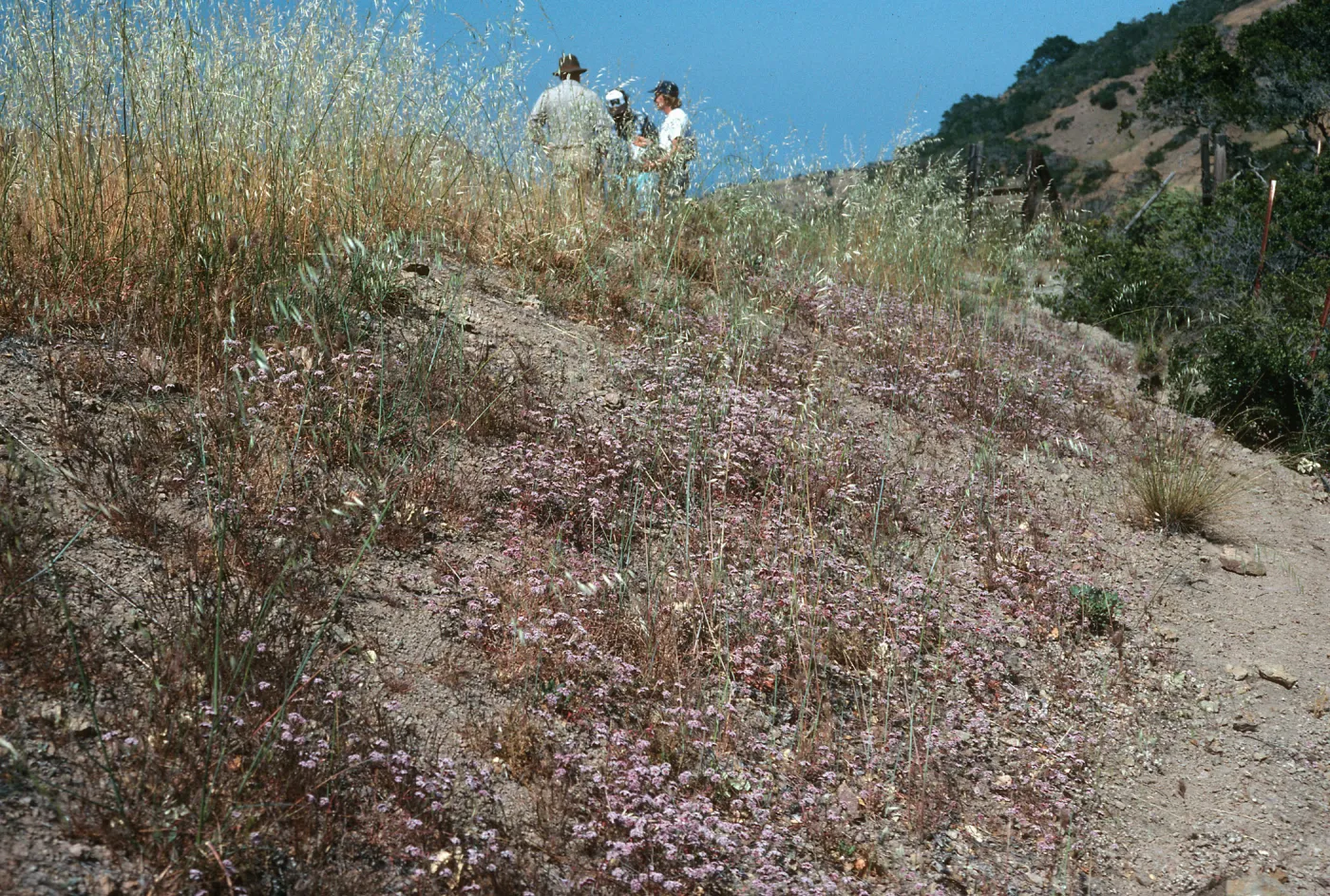 Chorizanthe wheeleri, W end Valley Peak Rd., Santa Cruz Island