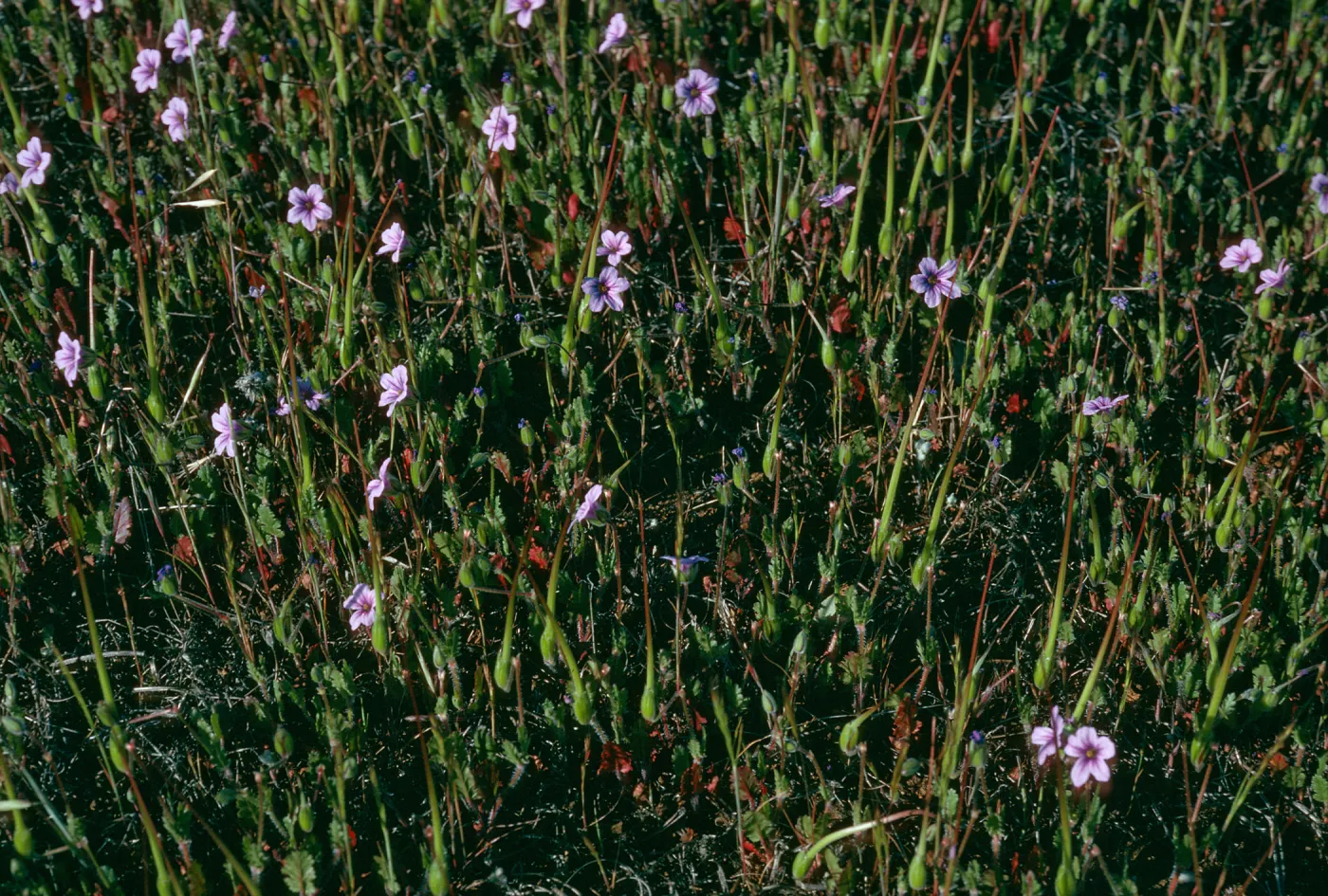 Eriodium botrys, Islay Cyn. Rd., Santa Cruz Island