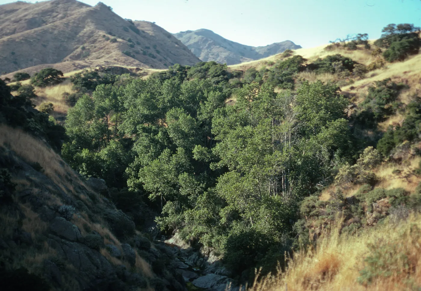 Populus trichocarpa, Canada Larga, Santa Cruz Island