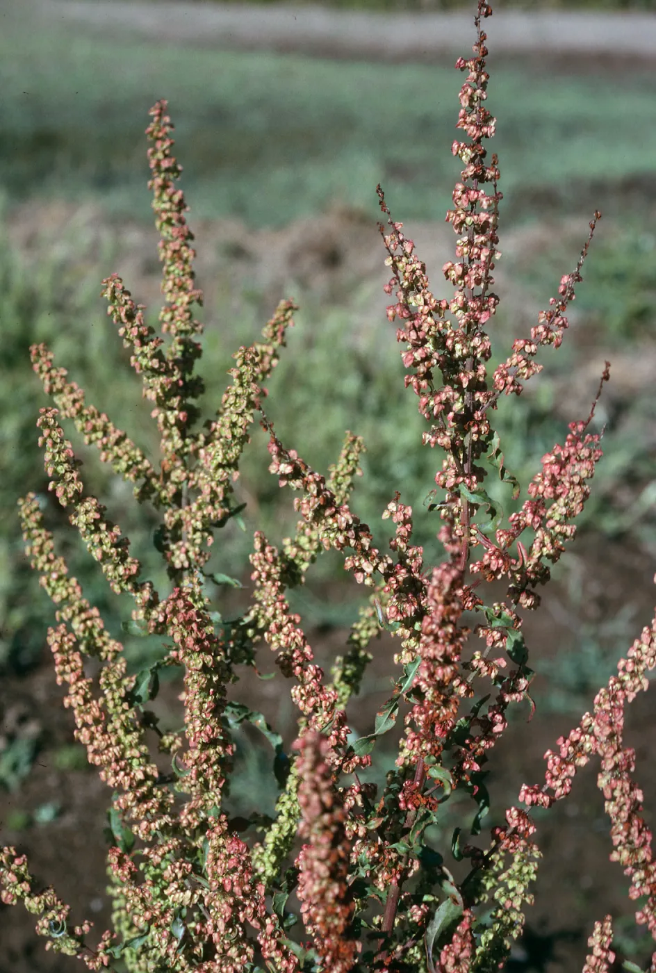 Rumex crispus, Prisoners Harbor, S. Cruz I.