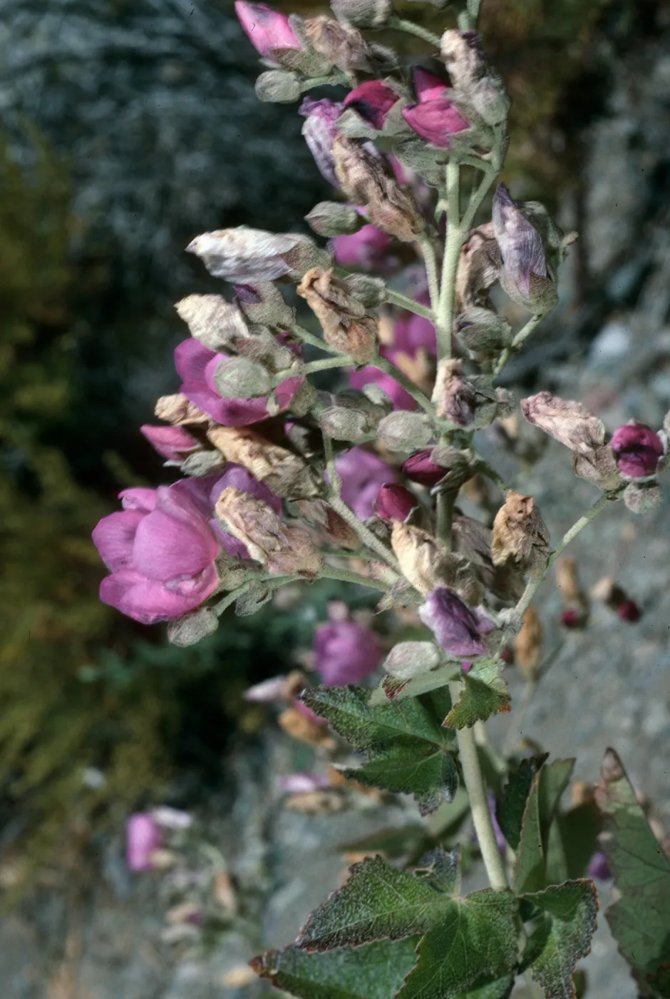 Malacothamnus, Christy outhouse, S. Cruz I.
