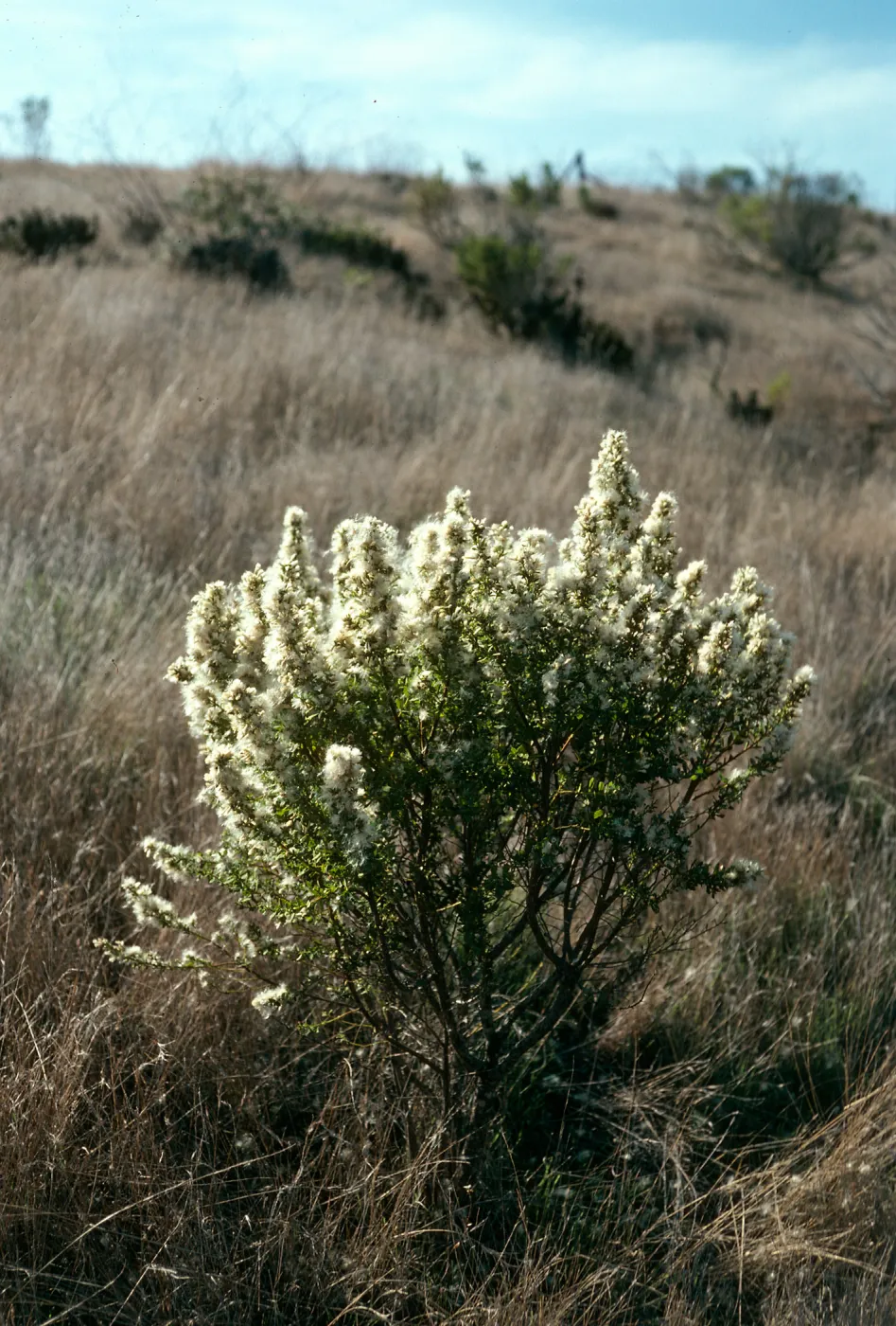 Baccharis pilularis, Santa Cruz. Island