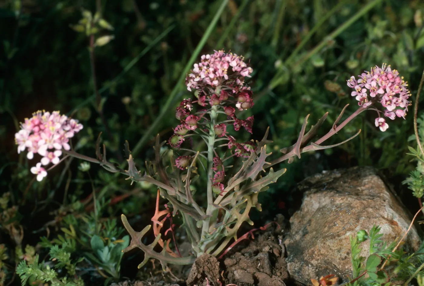 Thysanocarpus conchuliferus,upper W fork Orizaba Cyn. S. Cruz I.