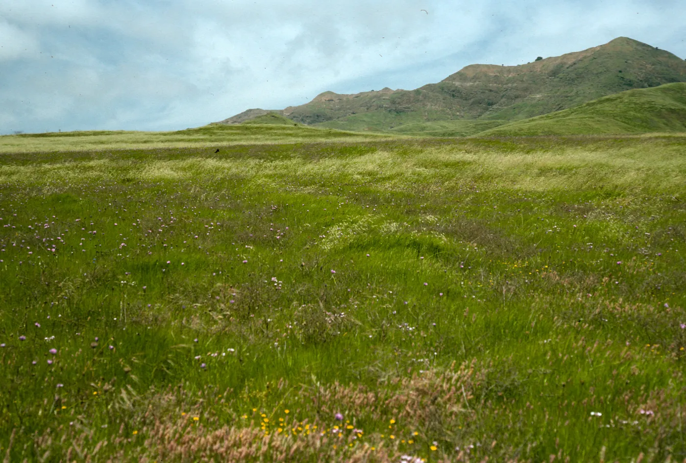 Dichelostemma, N. of Christy barn, S. Cruz. I.
