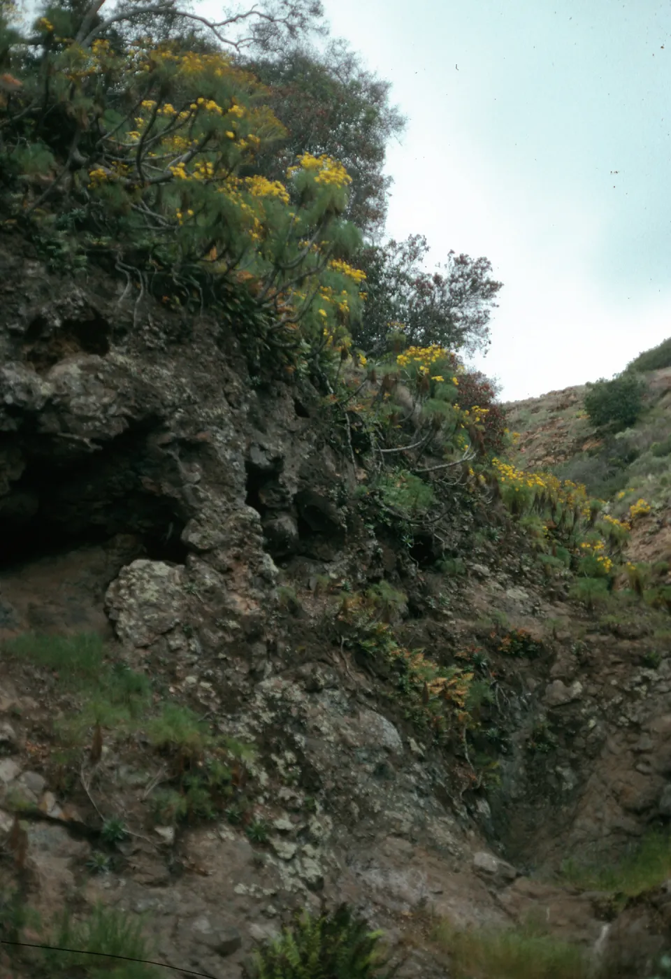 Bluffs just west of Prisoners Harbor, Santa Cruz Island