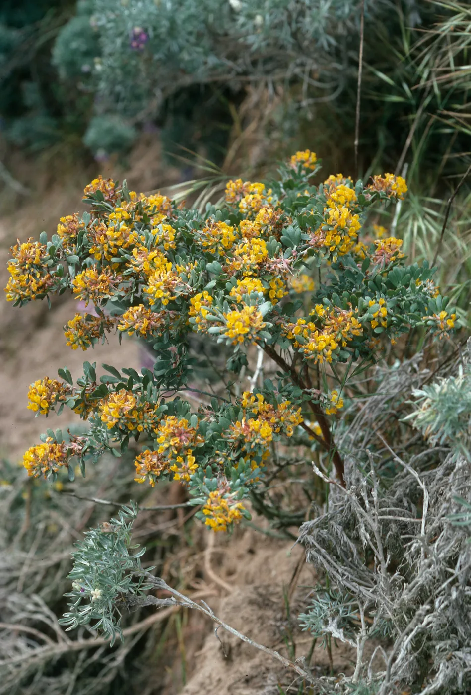Lotus scoparius, Nidever Cyn., San Miguel Island