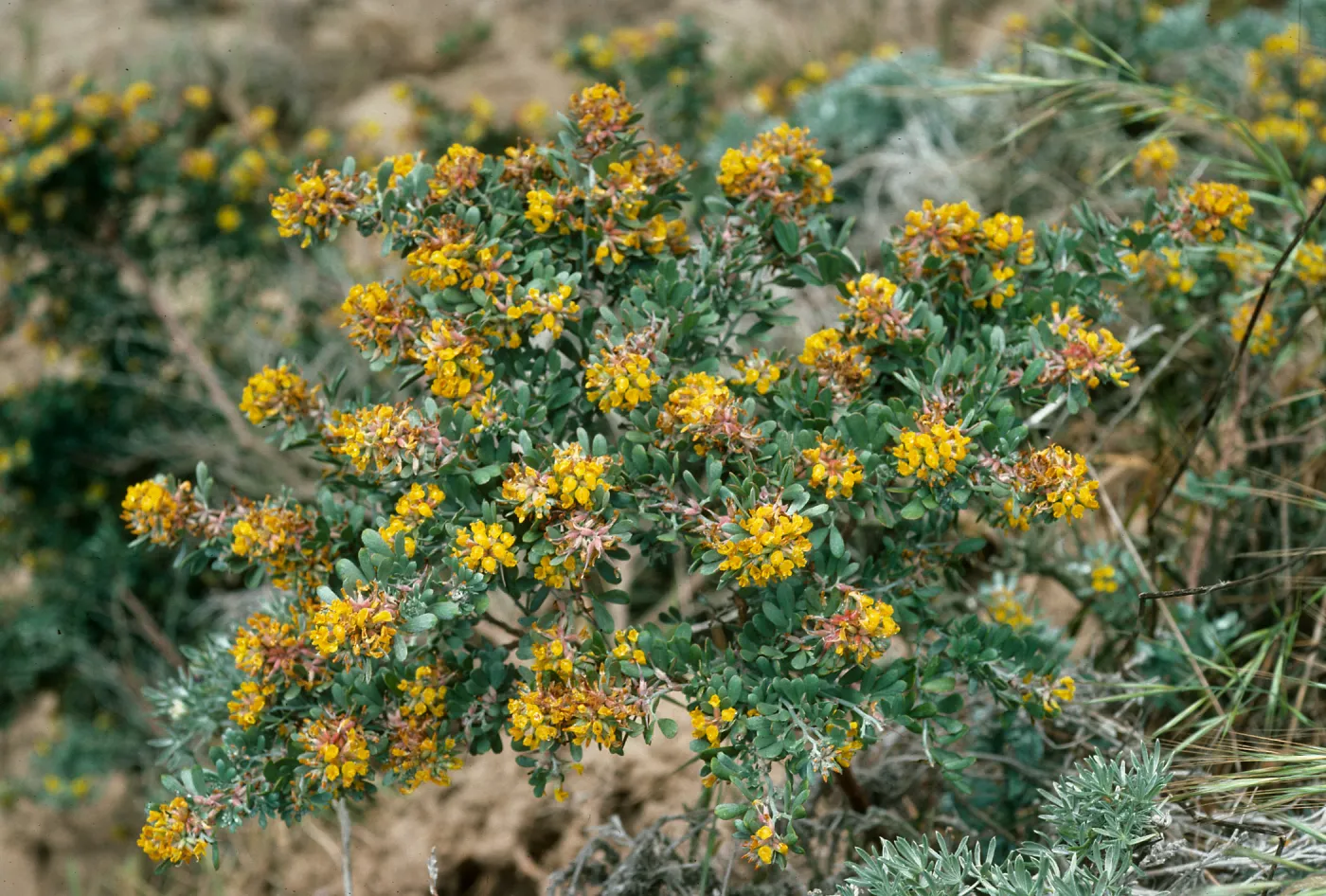 Lotus scoparius, Nidever Cyn., San Miguel Island