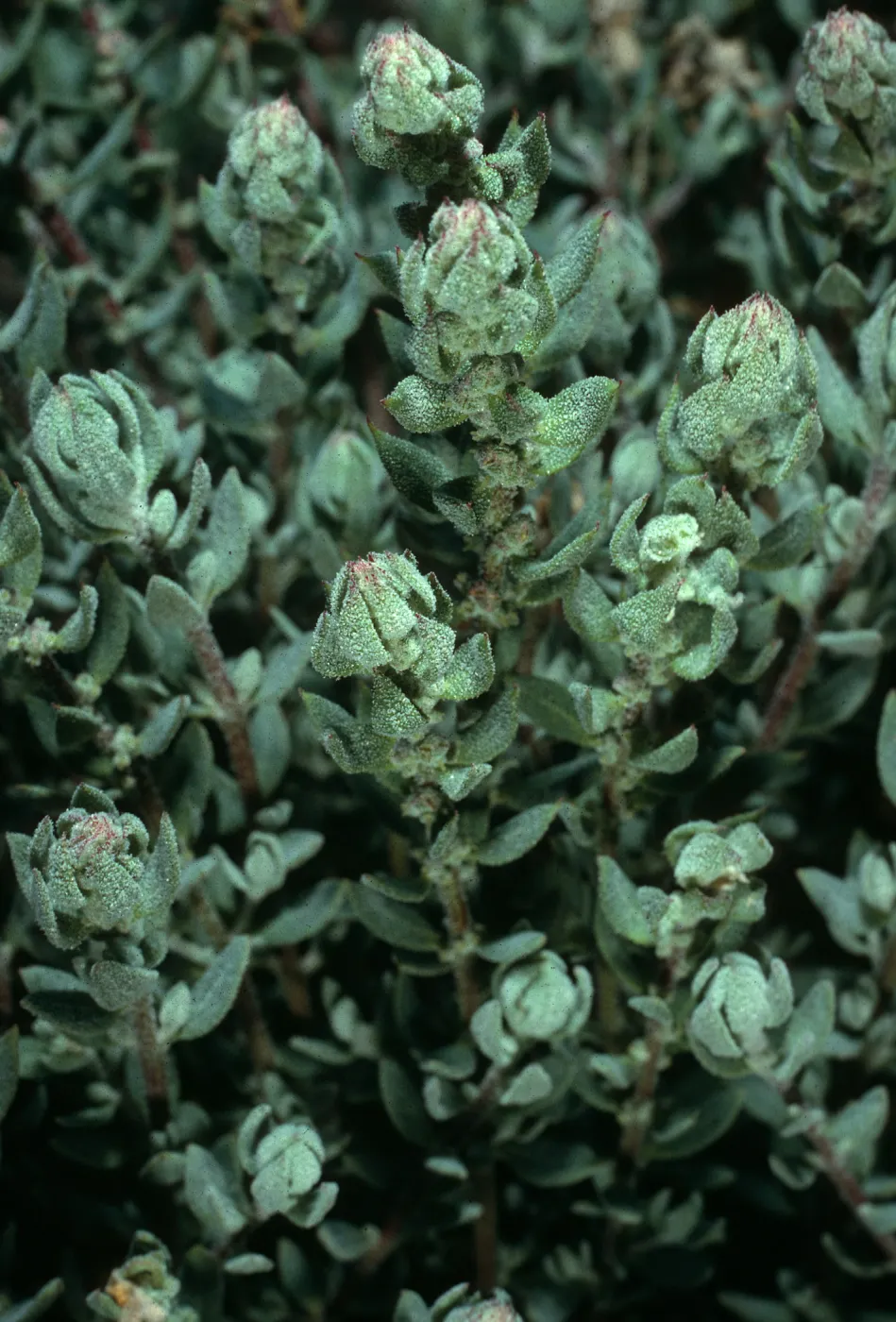 Atriplex californica, UCSB