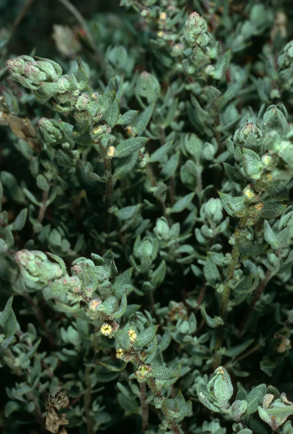 Atriplex californica, UCSB