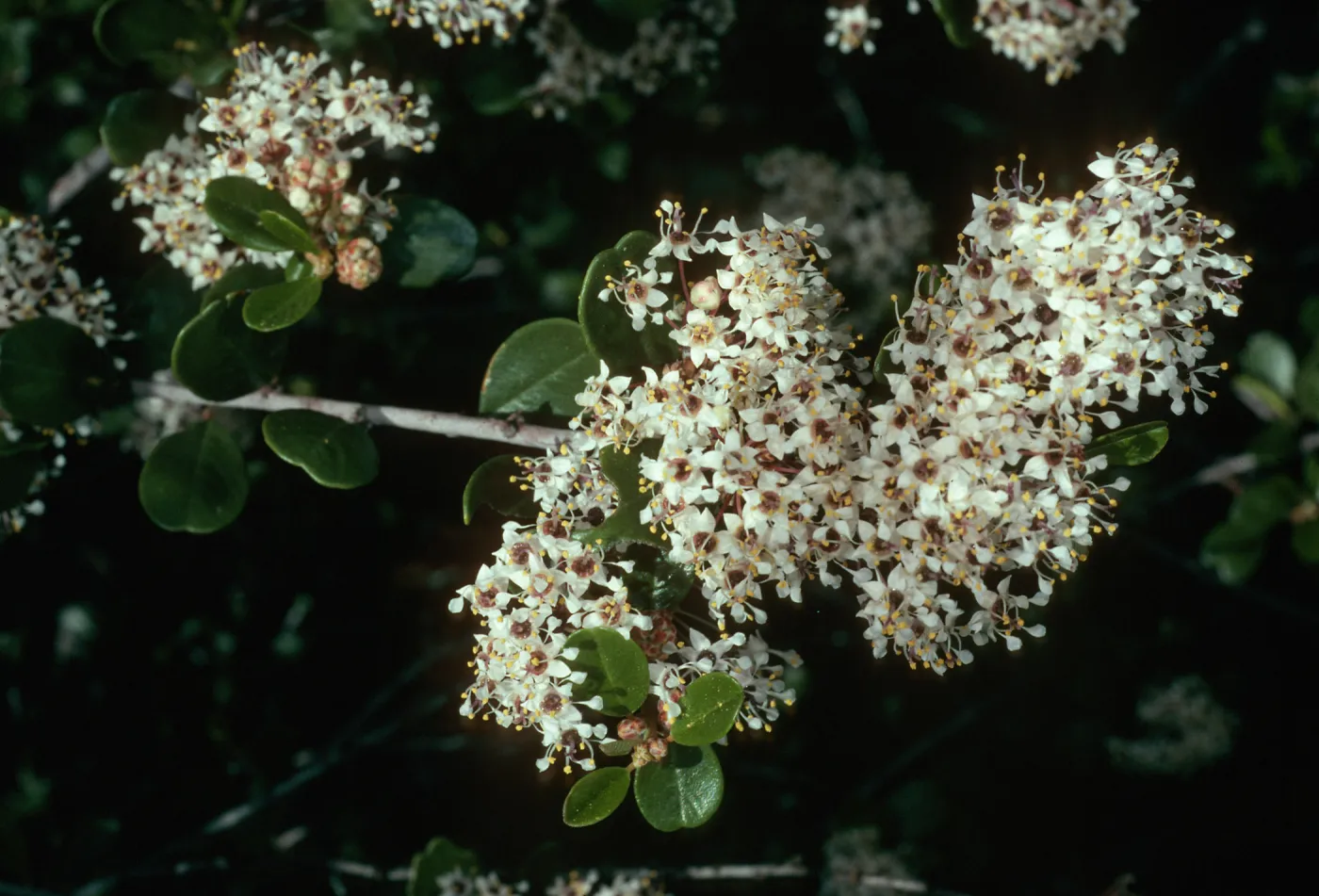 Ceanothus megacarpus, Tunnel Rd.