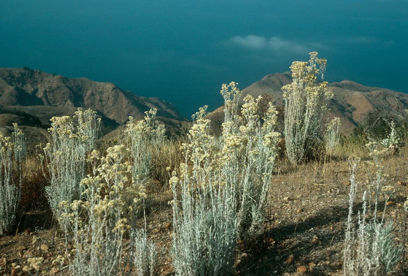 Gnaphalium microcephalum, N side Santa Cruz Island