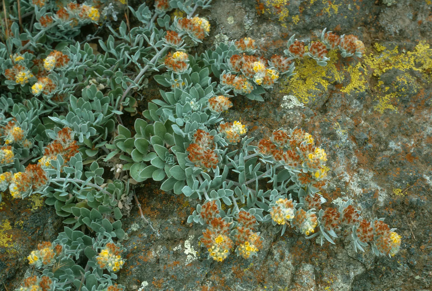 Lotus argophyllus niveus, trail W. of Picacho Diablo, S. Cruz I.