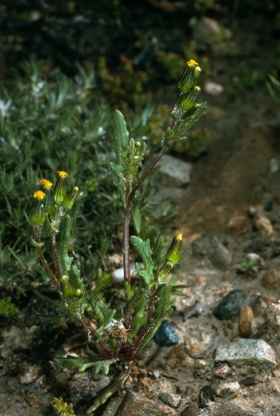 Senecio aphanactis, N of Sauces Cyn, S. Cruz I.