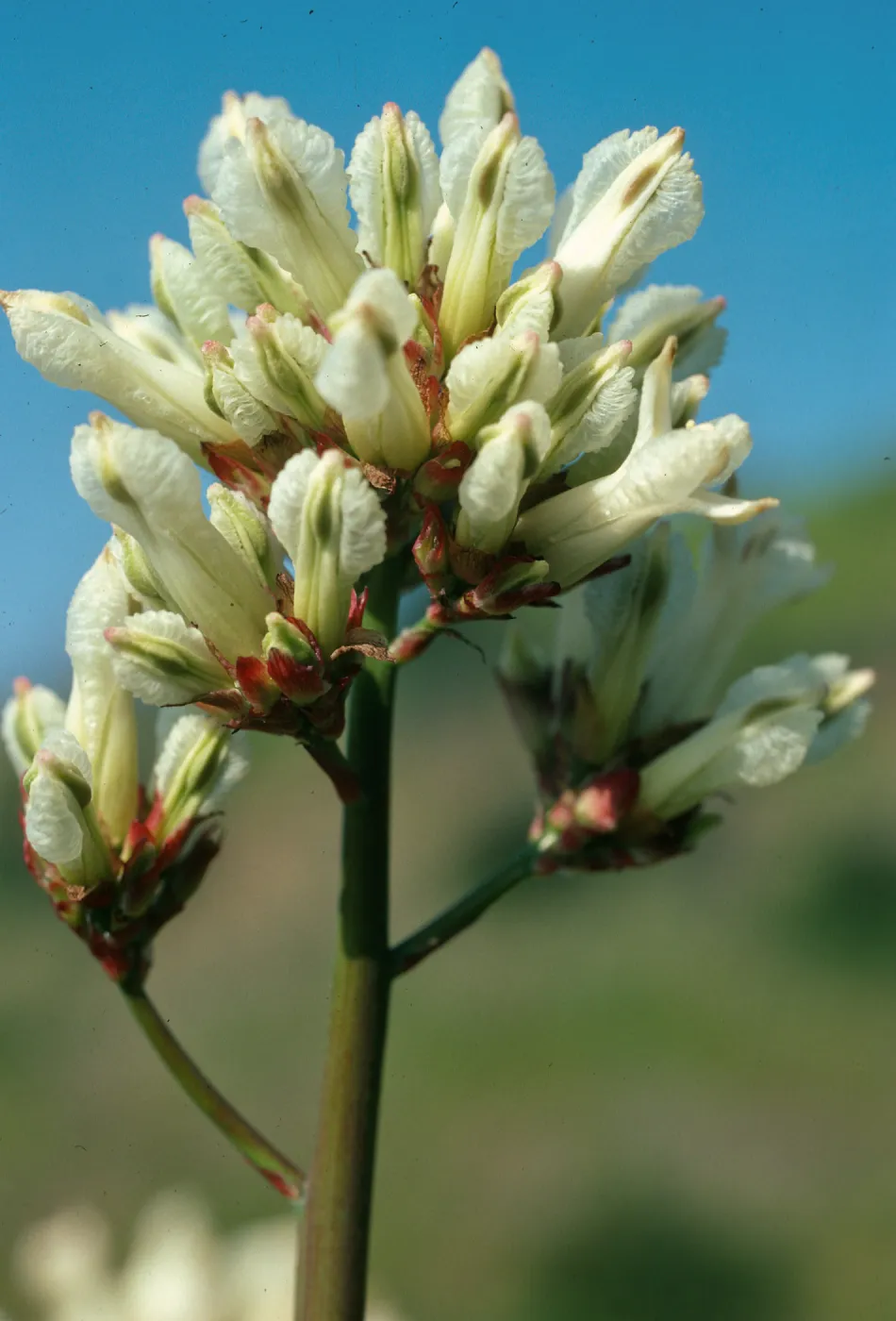 Dicentra ochroleuca, Westlake Blvd., S. Monica Mtsn.