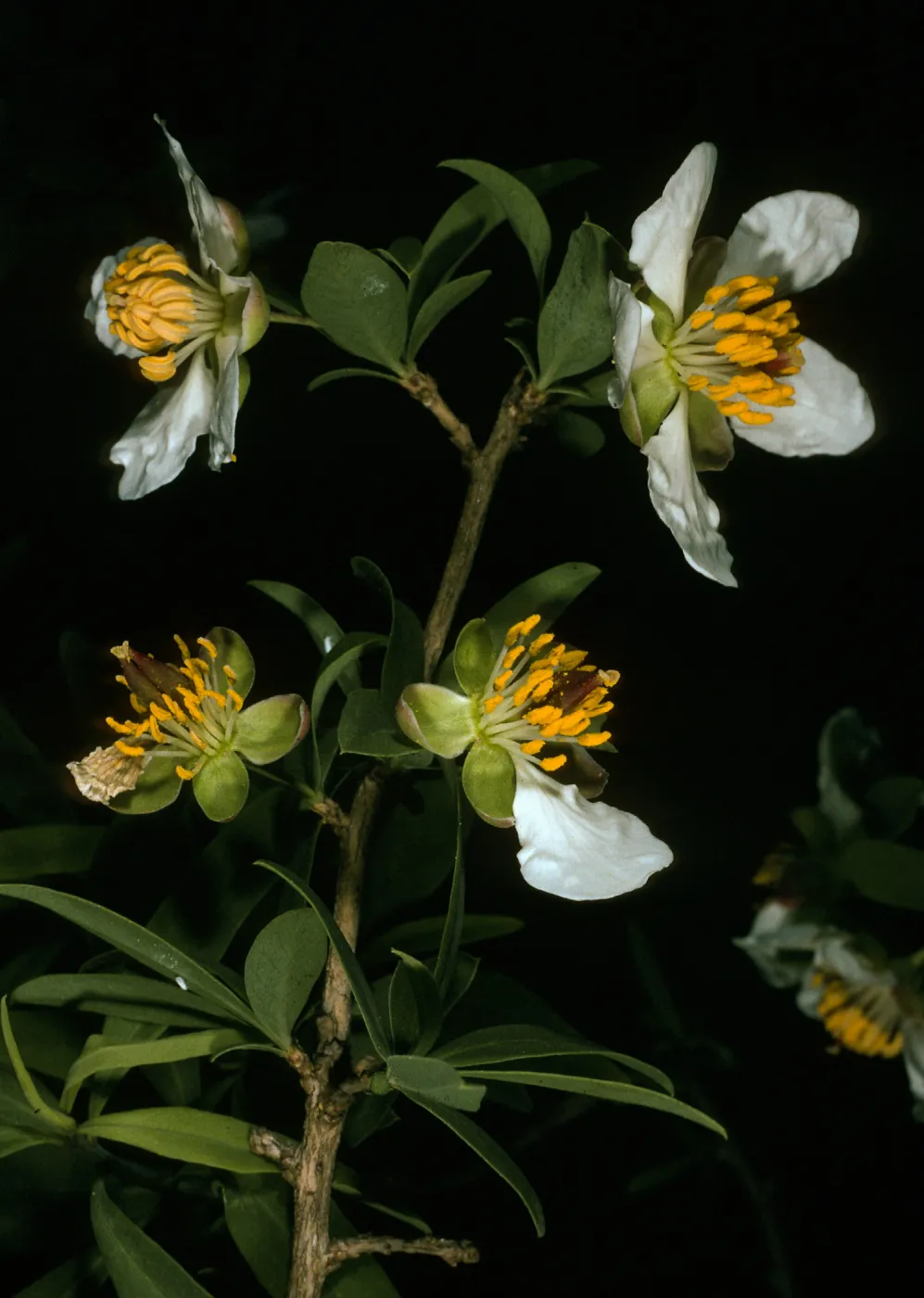 Crosossoma californicum, Toyon Bay, Santa Catalina Island