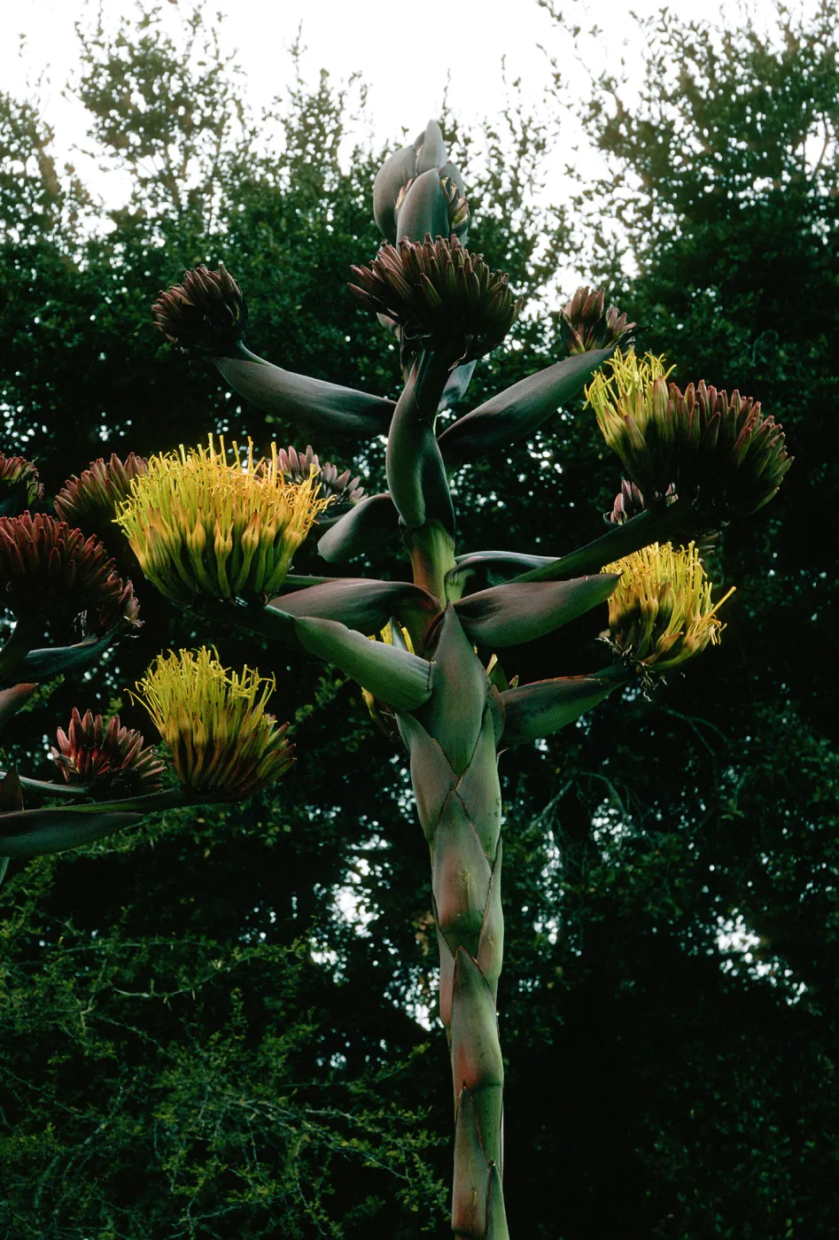 Agave shawii, SBBG desert section