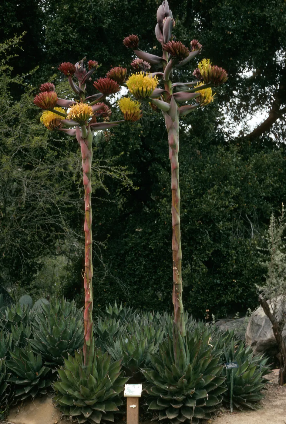 Agave shawii, SBBG desert section
