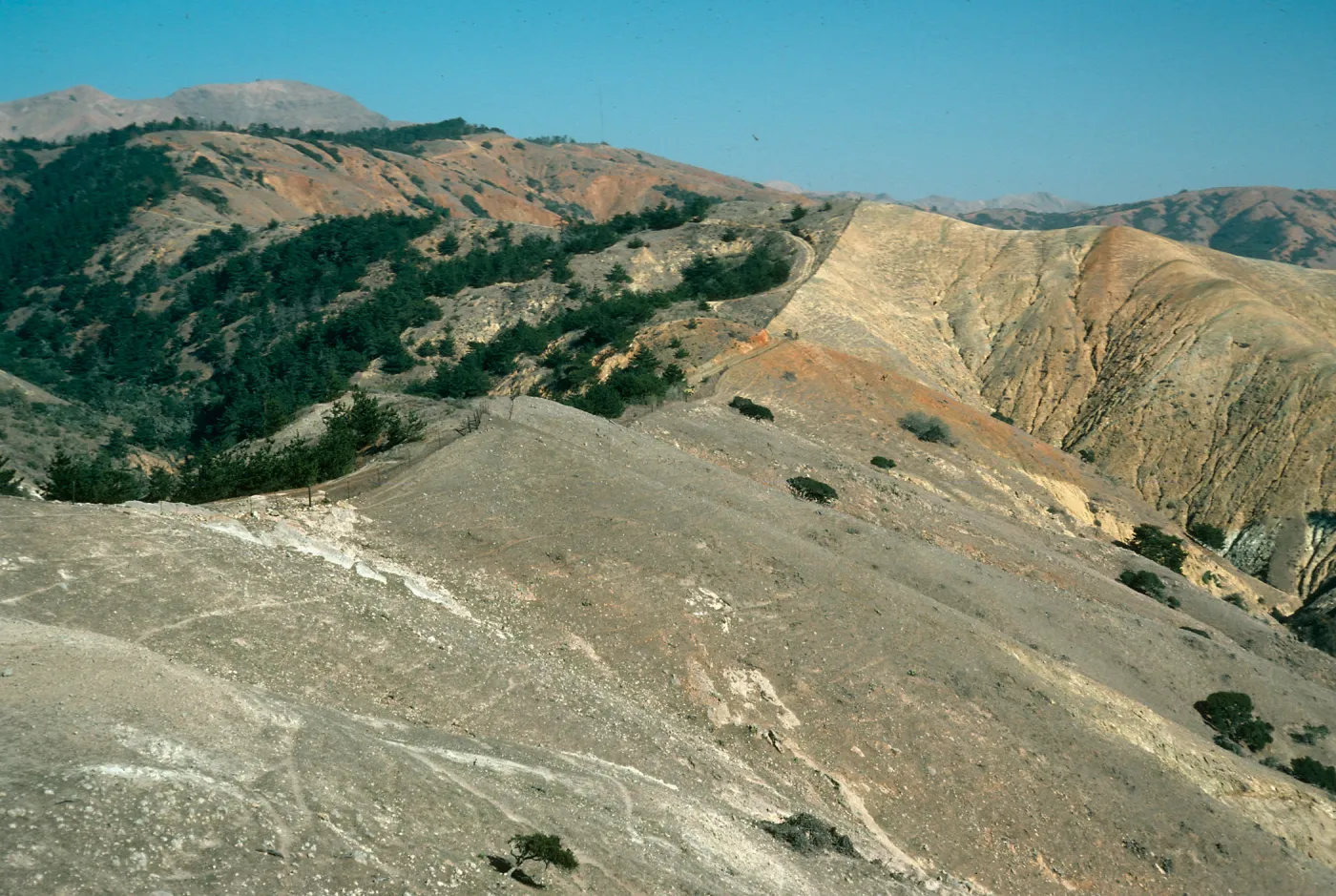 Sheep damage looking north just South of upper Sauces Rd.,upper Laguna, Santa Cruz Island
