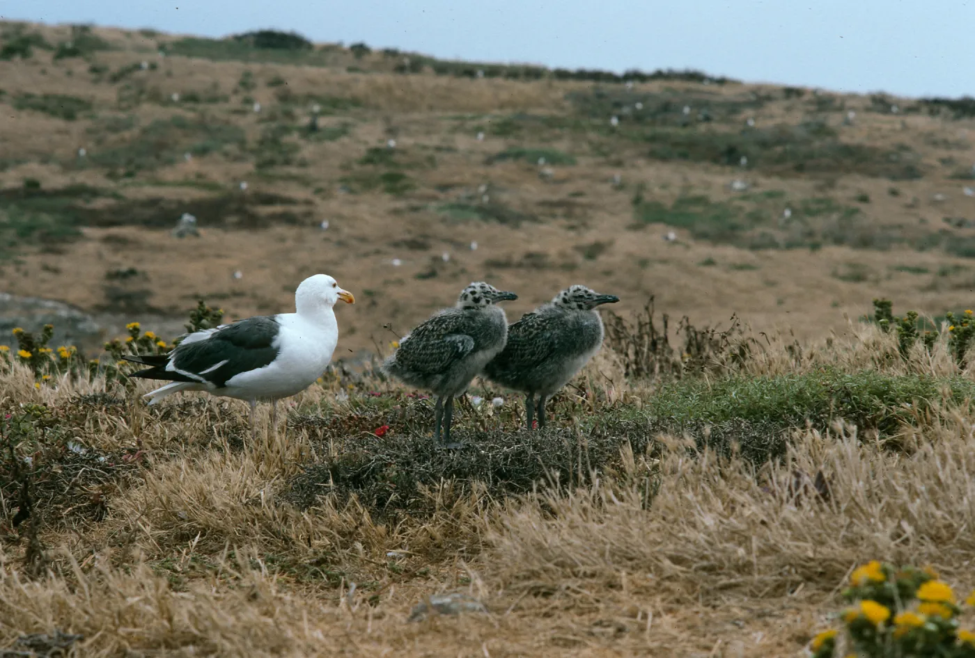 Western gulls, East Anacapa Island