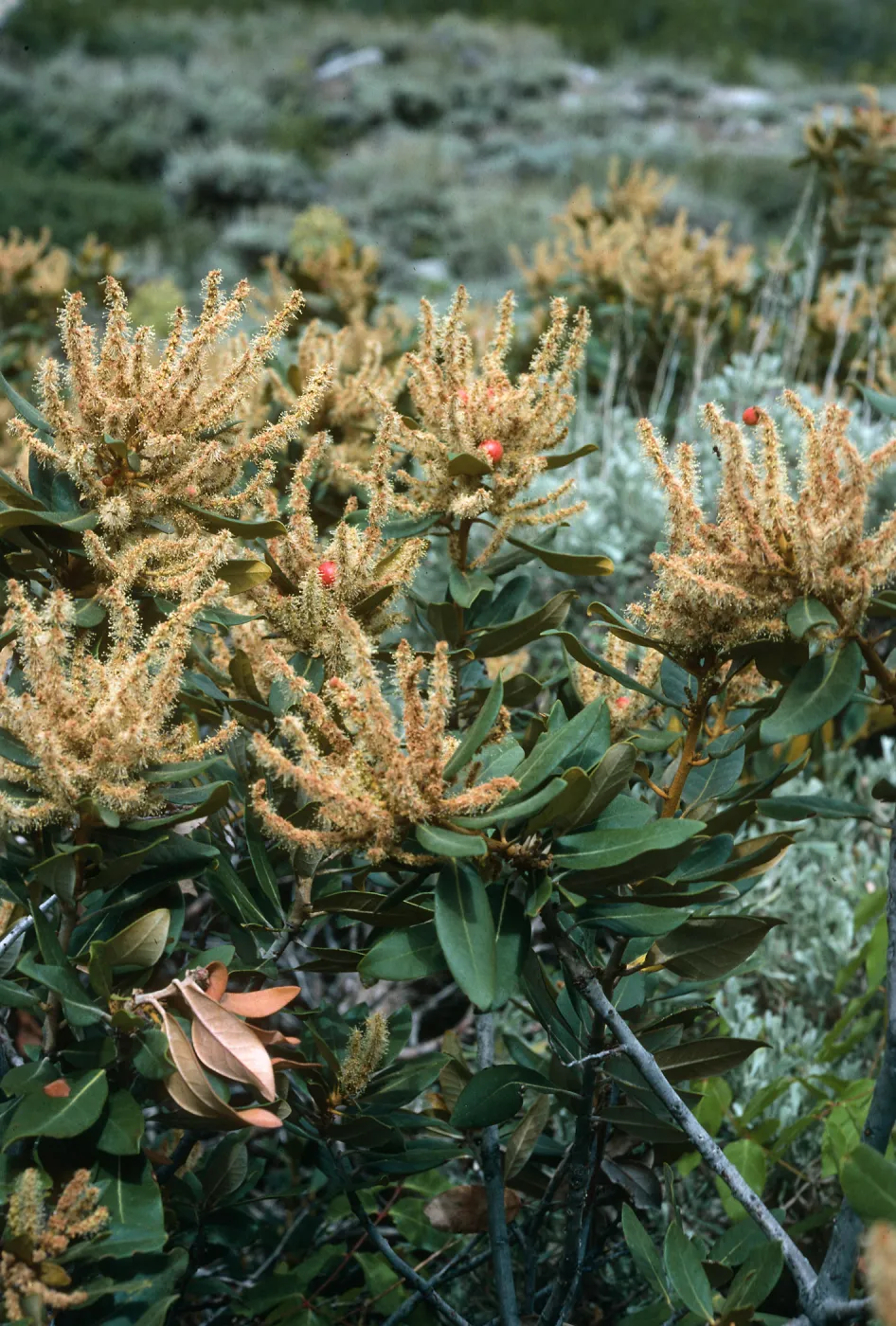Chrysolepsis sempervirens, Onion Valley