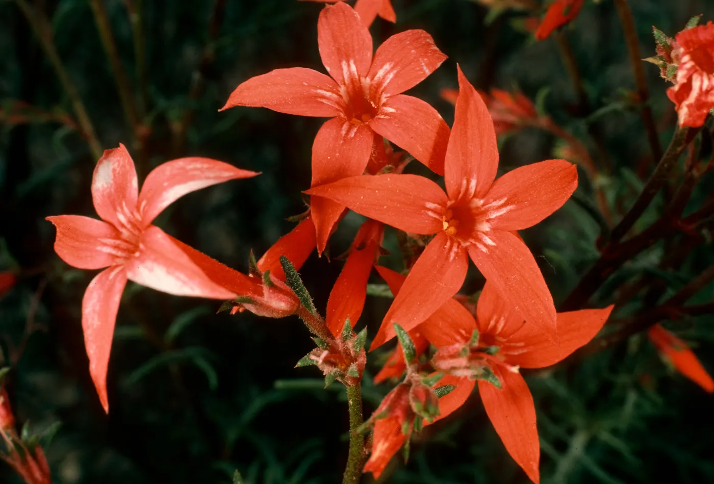 Ipomopsis aggregata, Cedar Cyn Rd., Mid Hills
