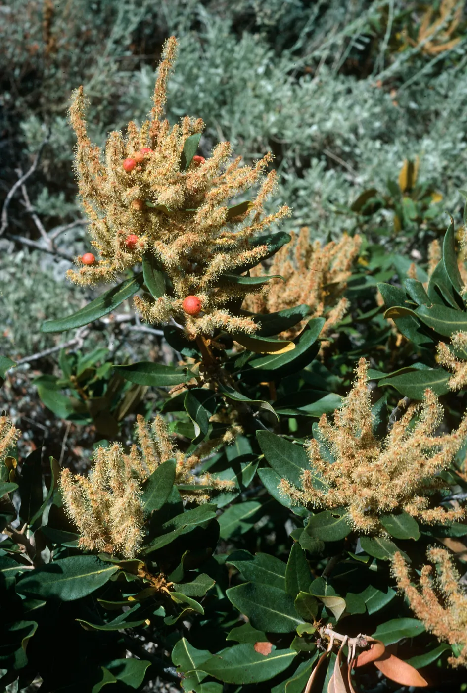 Chrysolepsis sempervirens, Onion Valley