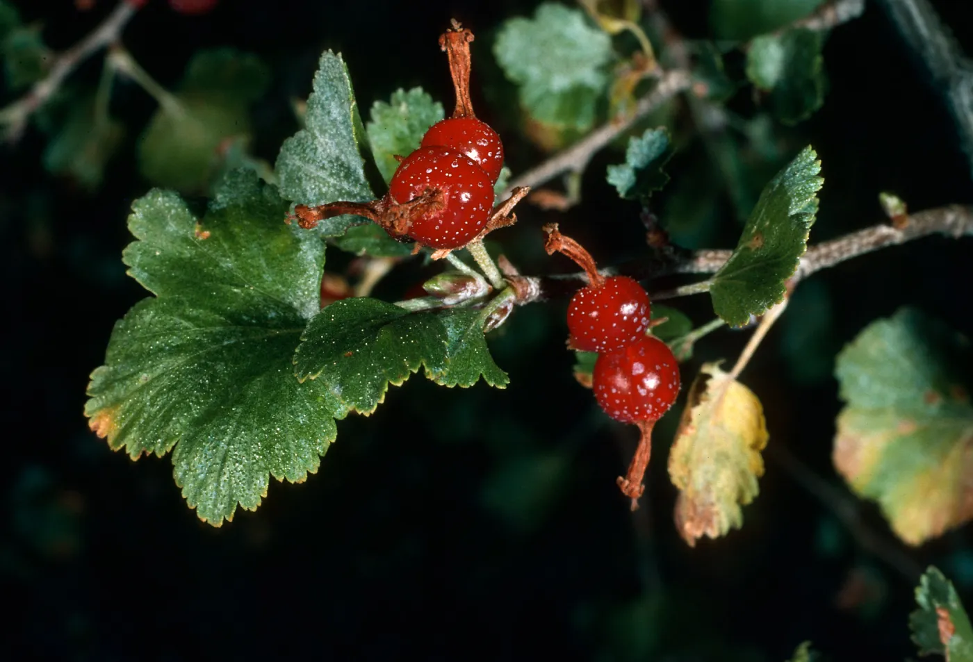 Ribes cereum, Mineral King