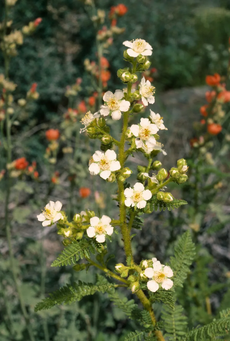 Chamaebatiaria millefolium, Wyman Cyn., White Mtns.