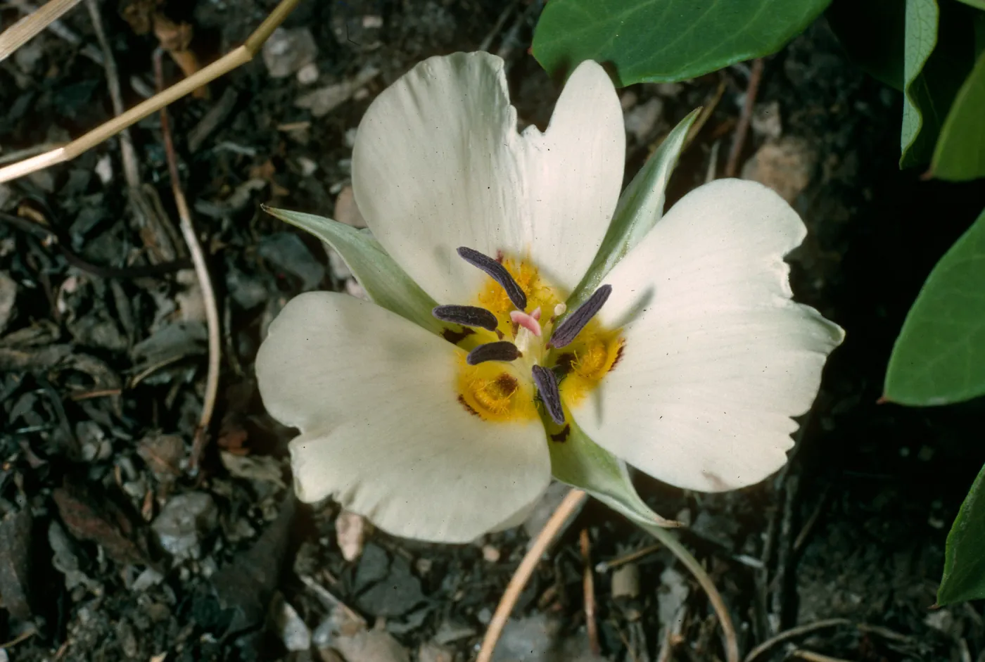 Calochortus, Onion Valley