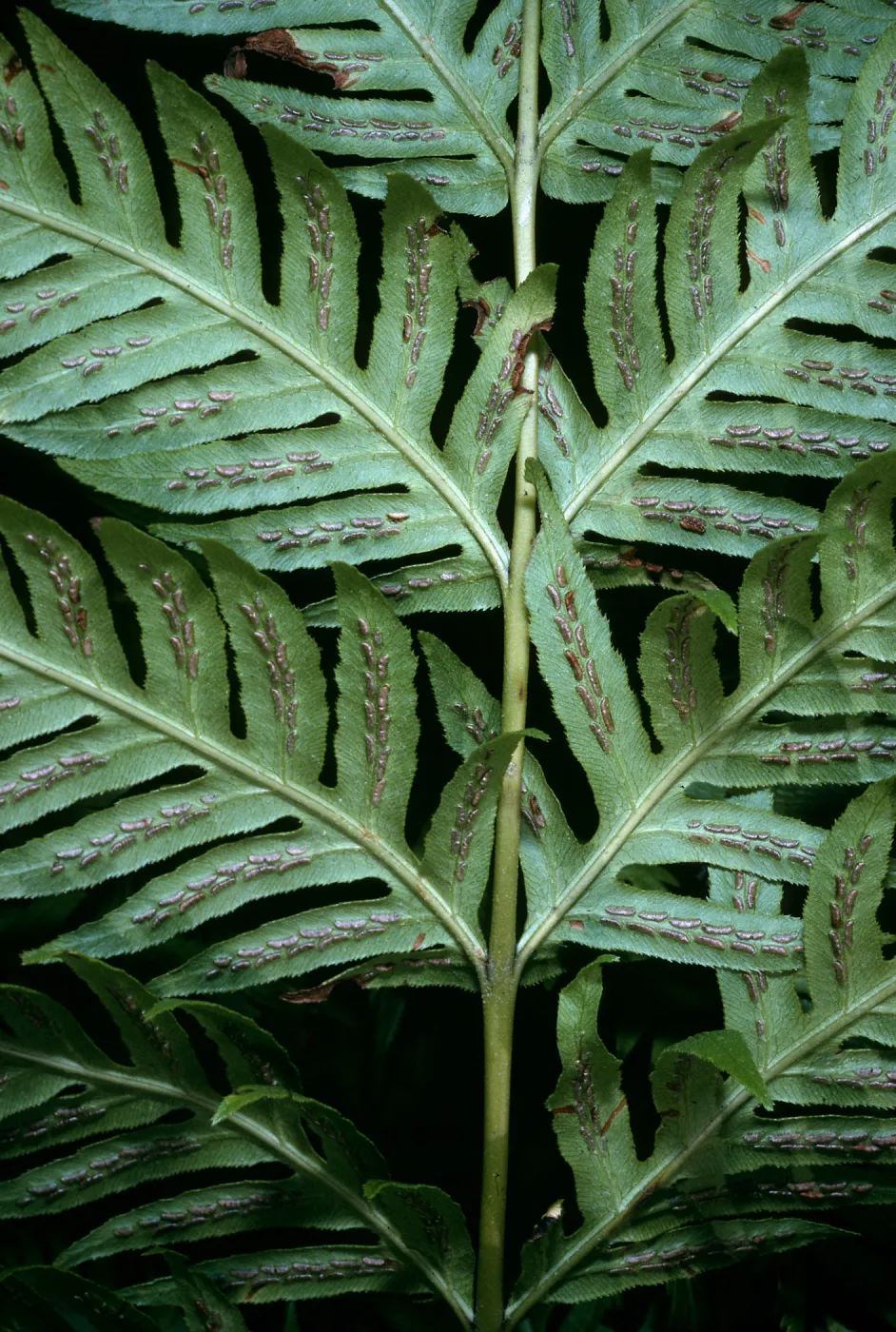 Woodwardia fimbriata, SBBG W of Meadow