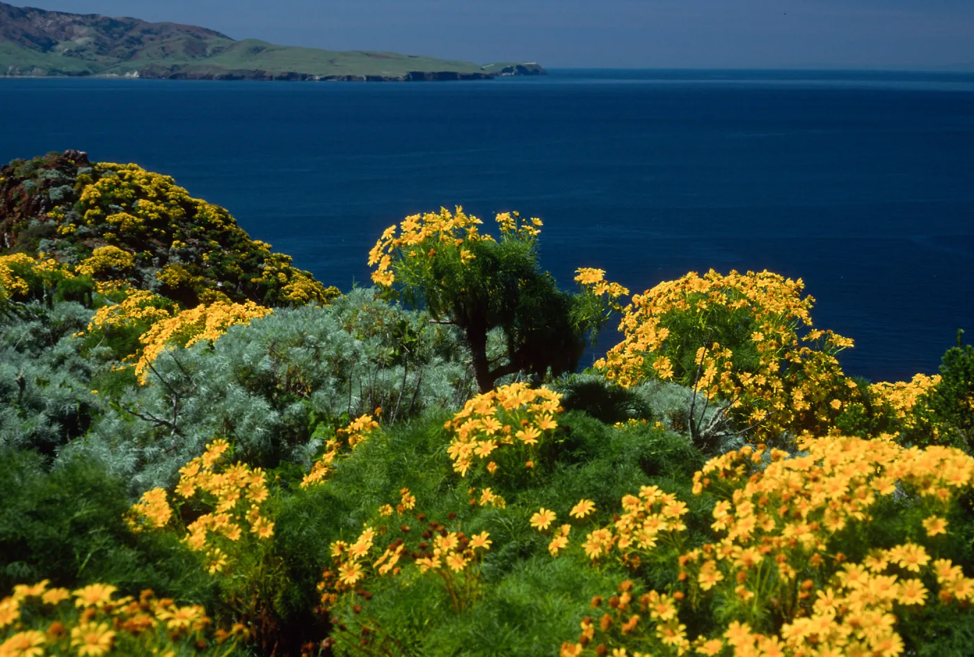 Coreopsis gigantea, view of Santa Cruz Island from West Anacapa Island