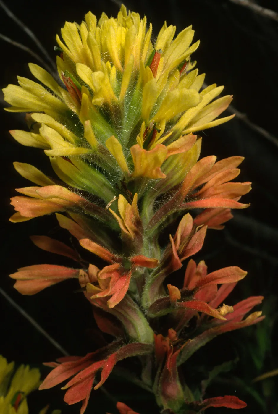 Castilleja affinis insularis, Christy airfield, S. Cruz I.
