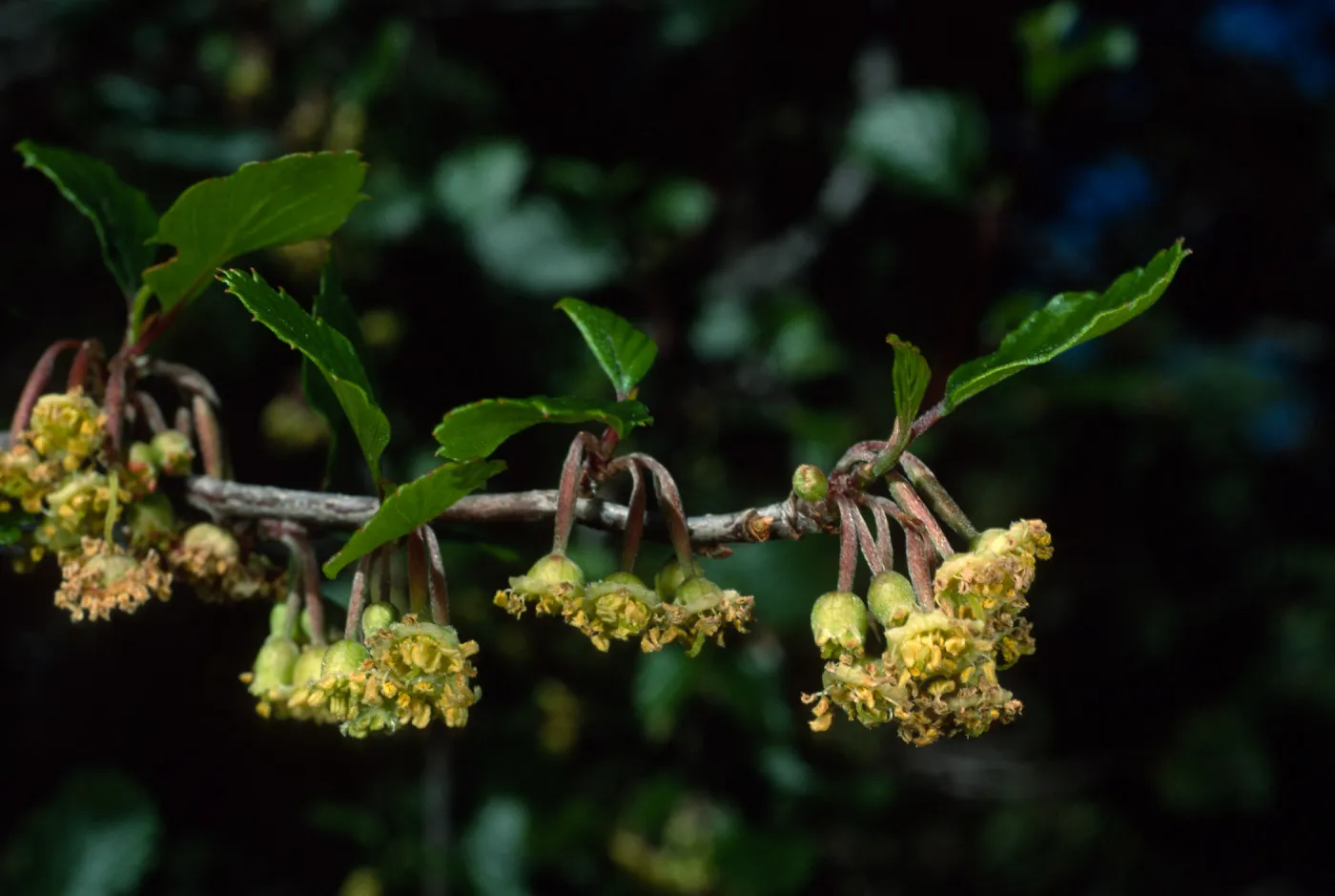 Cercocarpus betuloides, SBBG meadow border