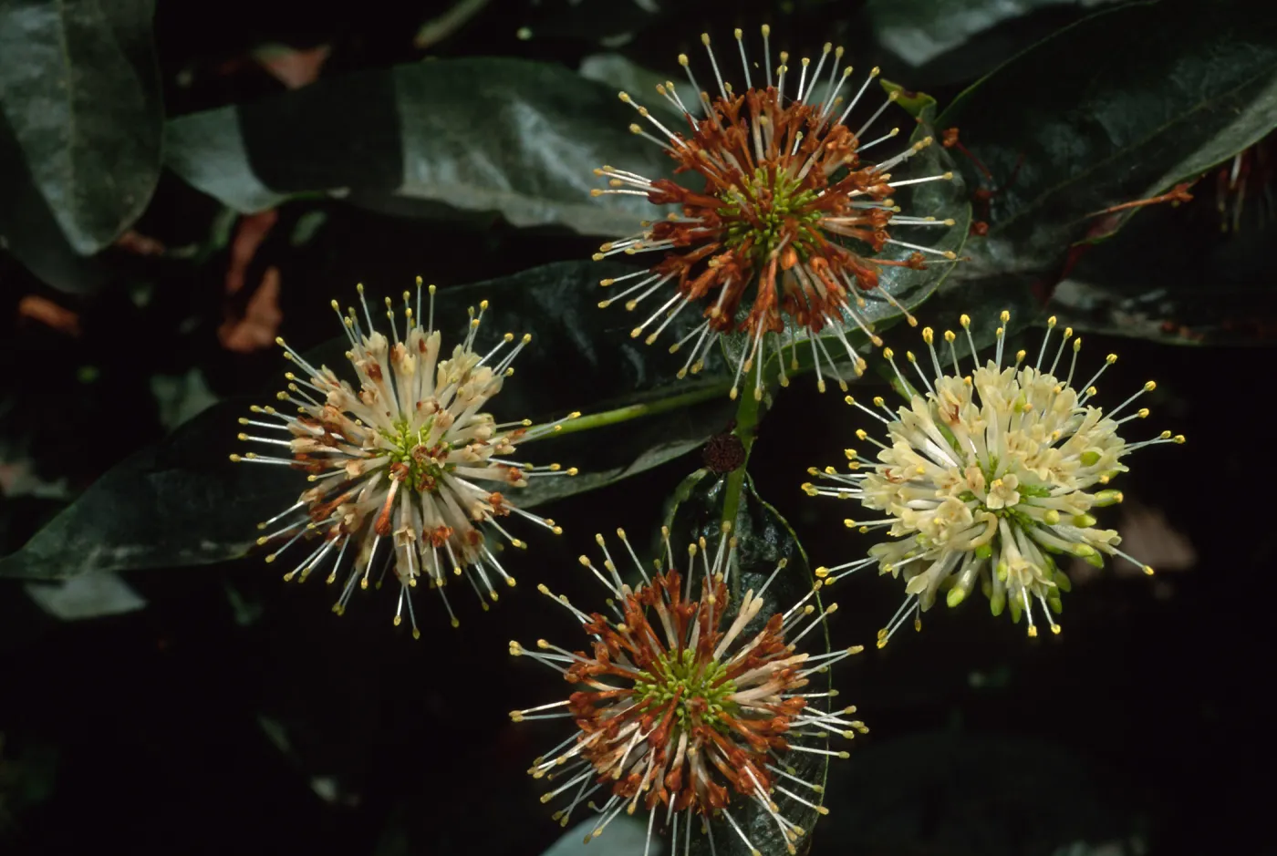 Cephalanthus occidentalis, SBBG