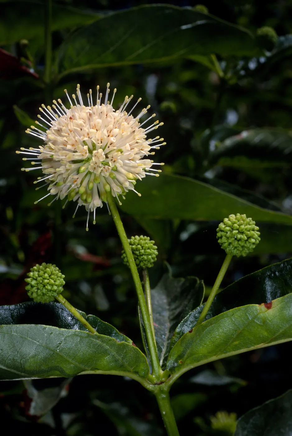 Cephalanthus occidentalis, SBBG