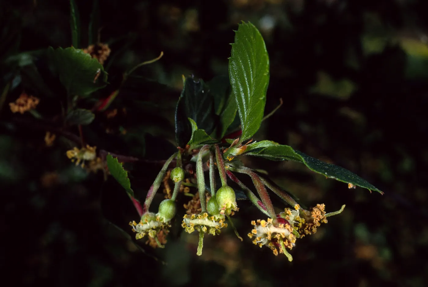 Cercocarpus betuloides, SBBG meadow