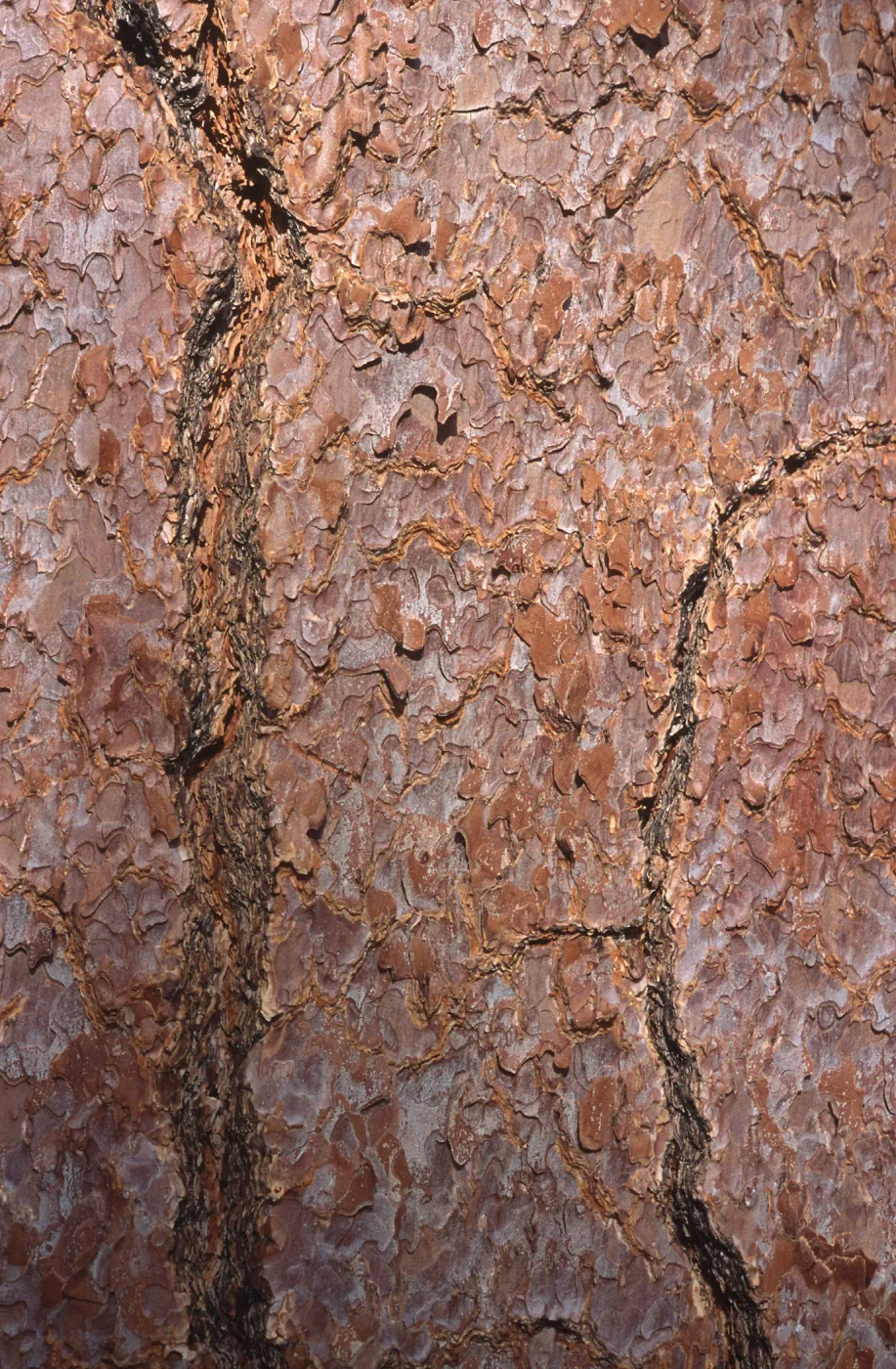 Pinus jeffreyi bark