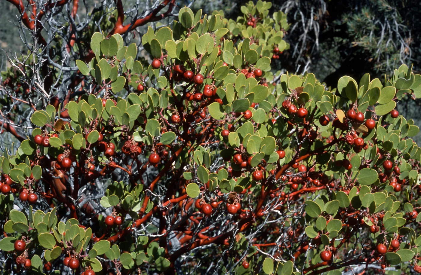 Arctostaphylos parryana