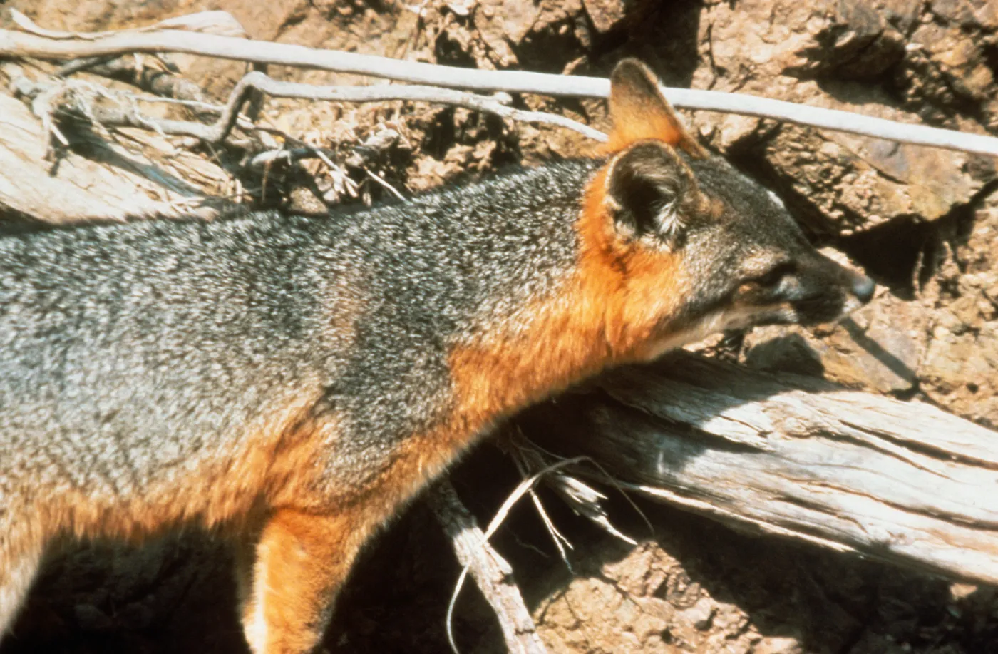 Island fox