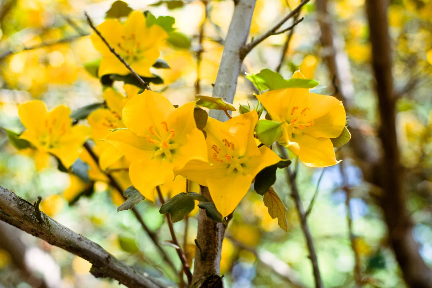 Fremontodendron, SBBG