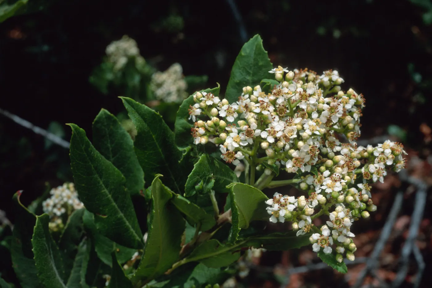 Heteromeles arbutifolia, SBBG