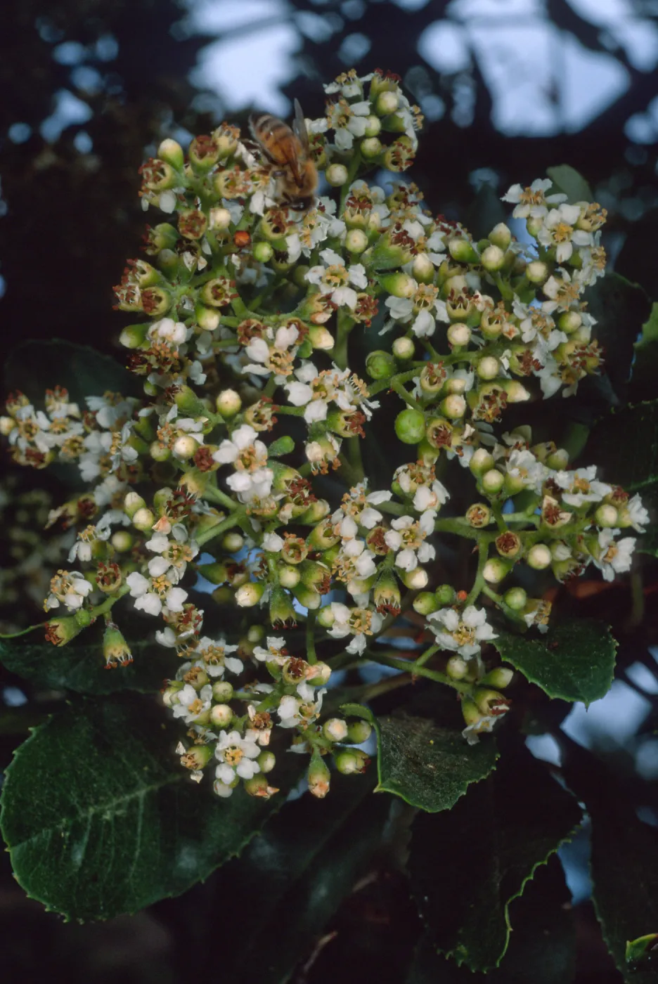 Heteromeles arbutifolia, SBBG